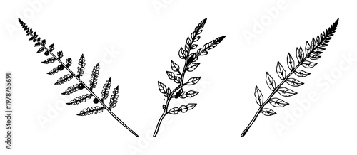 Fern leaf set with sketchy black line art of a fern leaf with dark spores featuring botanical, illustration, design with line art and minimalism