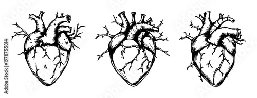 Heart set with rough sketchy art of an anatomical heart formed by thorny vines and thorns featuring detail, monochrome, illustration with vector and line art