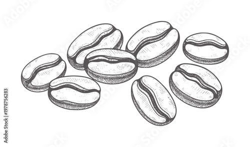 Hand drawn coffee beans scattered white roasted brown food