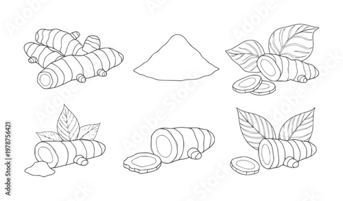 Hand drawn turmeric root powder and slices with leaves ginger spice