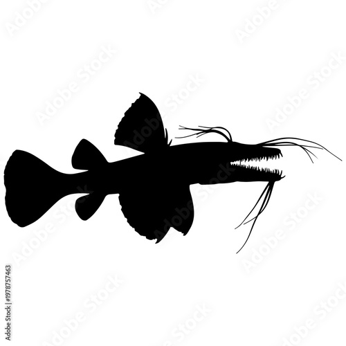 Silhouette of an unusual deep sea fish with barbels and sharp teeth