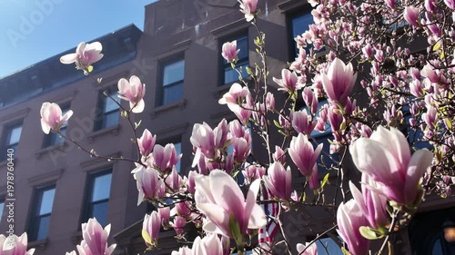 alt blossoming magnolia tree in front of Brooklyn brownstone houses