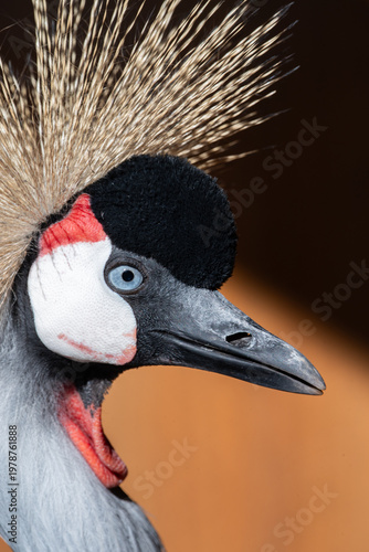 Close-up Portrait of a Grey Crowned Crane