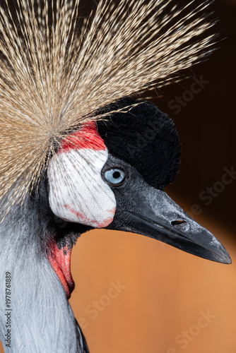 Close-up Portrait of a Grey Crowned Crane