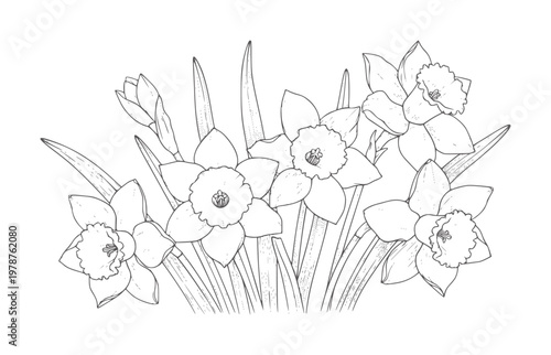 Black and white line of a bouquet of daffodils and buds flower bloom leaf
