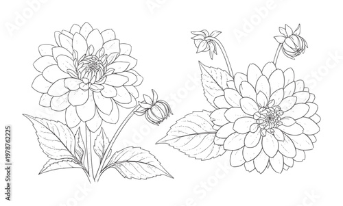 Two line dahlias with buds and leaves white flower floral botanical