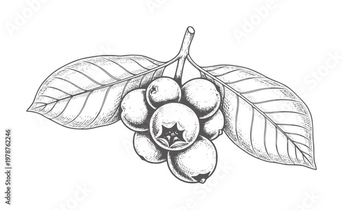 Vintage ink of a cluster of blueberries a branch with leaves blueberry fruit leaf