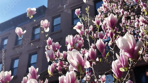 another blossoming magnolia tree in front of Brooklyn brownstone houses