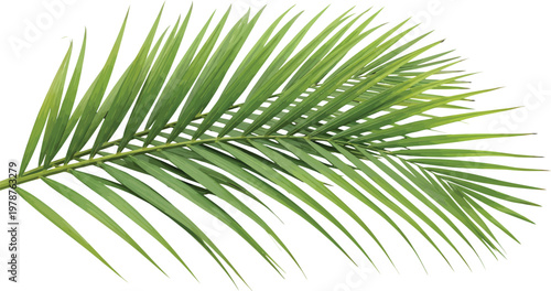 Fresh Green Palm Leaf Vector Illustration Isolated on White Background for Tropical Design