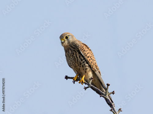 Common kestrel (Falco tinnunculus)