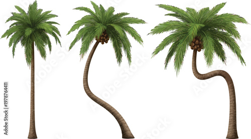 Palm Tree Set Illustration with Different Trunk Shapes for Tropical Design Vector