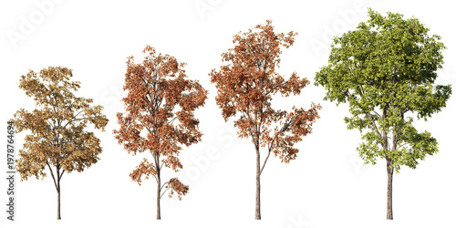 Set of four white oak trees in seasonal foliage variants including summer green and autumn orange, transparent PNG, 3D render