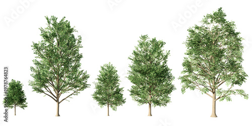 Set of five tulip trees with lush spring foliage at varying growth stages, isolated, transparent PNG, 3D render