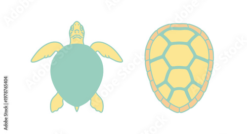 Turtle Shell Side and Top Views.