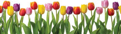 Stylized Colorful Spring Tulips Flower Border Illustration Vector on White Background