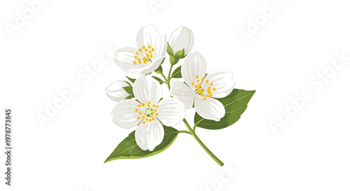 A beautiful cluster of fragrant white jasmine flowers with bright yellow centers and rich green leaves rests gracefully against a clean white background.