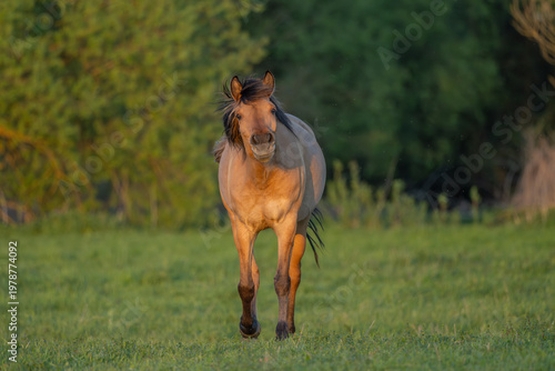 Horse stands in front of field in late afternoon in warm light