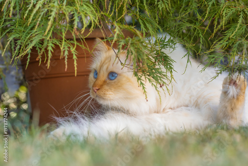 Birman cat lying under a green Acer