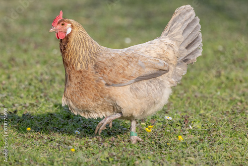 Hen with beautiful brown plumage walking on grass looking for food during day