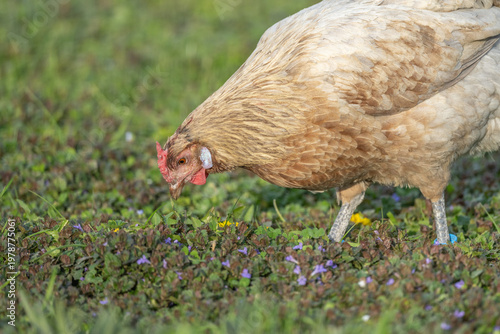 Hen with beautiful brown plumage walking on grass looking for food during day