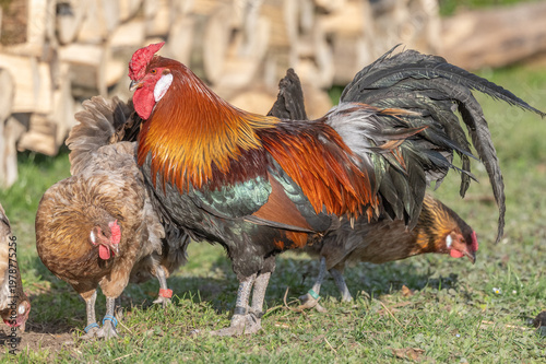 Chickens and rooster move near pile of wood at end of day
