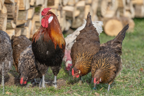 Chickens and rooster move near pile of wood at end of day
