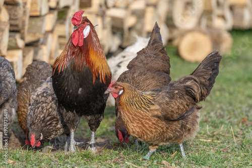 Chickens and rooster move near pile of wood at end of day
