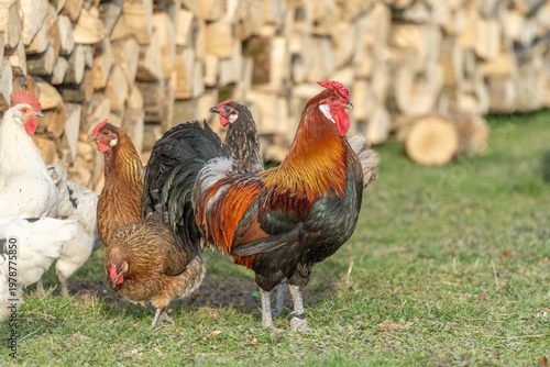 Chickens and rooster move near pile of wood at end of day