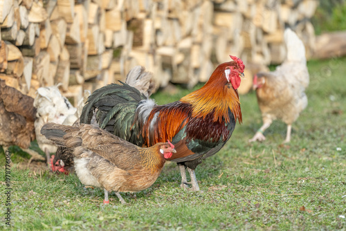 Chickens and rooster move near pile of wood at end of day