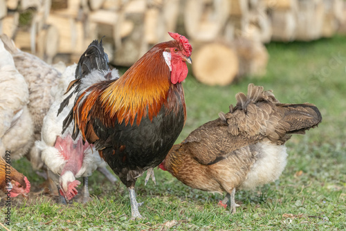 Chickens and rooster move near pile of wood at end of day