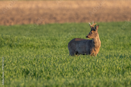 Roe deer (Capreolus capreolus) stands in green field in golden evening light near rural landscape