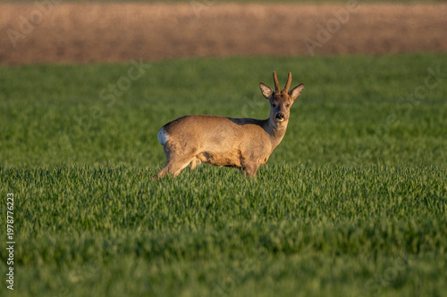 Roe deer (Capreolus capreolus) stands in green field in golden evening light near rural landscape