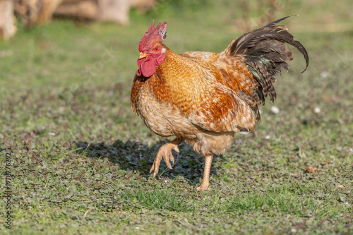 Magnificent rooster stands on grass on beautiful sunny day in open field.
