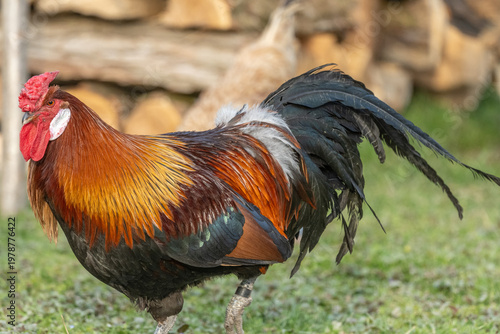 Magnificent rooster stands on grass on beautiful sunny day in open field.