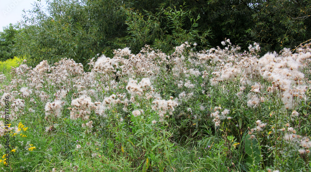 Fototapeta premium Achene of pink thistle (Cirsium arvense) with a feathery bangs