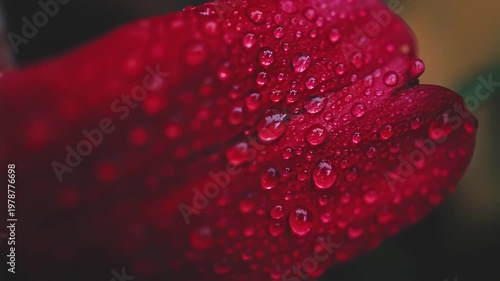 Close-up of a vibrant red petal, covered in water droplets