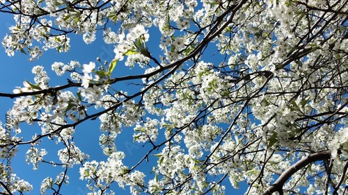 white cherry tree blossoms flutter against the blue sky