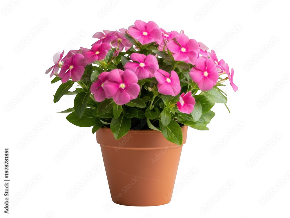 Fototapeta premium Pink Petunia Flowers in Terracotta Pot isolated on transparent background