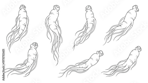 Artistic black and white sketches of ginseng roots showing various organic shapes and fine details of the medicinal plant.