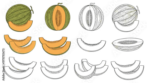 Assorted styles of cantaloupe melon illustrations including full color versions black and white outlines and sketches.