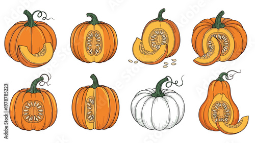 Collection of pumpkin illustrations featuring whole orange squashes, sliced segments with seeds, and a white gourd for autumn harvest.