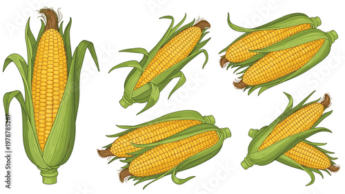 Set of corn on the cob illustrations showing yellow kernels wrapped in green husks in several different arrangements and perspectives.