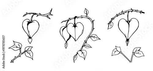 Bleeding heart flower set with hand-inked line art on thorny vine featuring bleeding heart, vine, black ink with white background and delicate detail