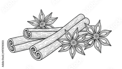 Detailed engraving of cinnamon sticks and star anise spices for culinary fragrance and warm beverage concepts.