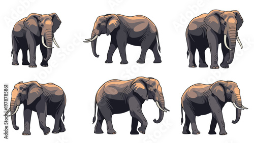 Realistic illustrations of large african elephants in different walking and standing poses on a plain background.