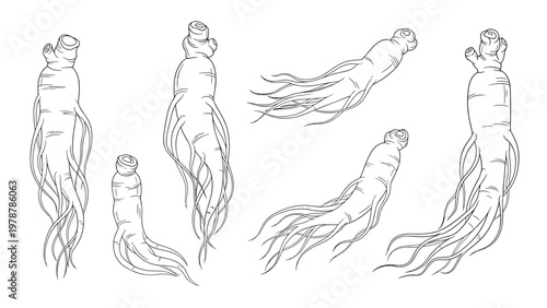 Detailed black and white line drawings of fresh ginseng root shapes shown from different angles on a clean white background.