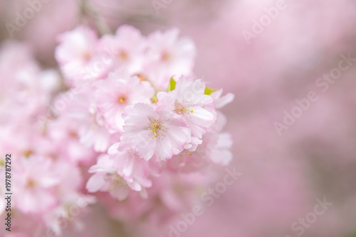 Beautiful close-up of vibrant pink cherry blossom flowers in full bloom, show...