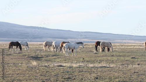 Herd of Wild Horses in the Utha Desert in Spring