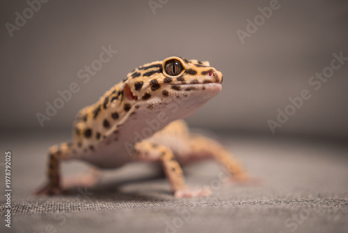 Foto Cute Leopard Gecko on Gray Couch at Home
