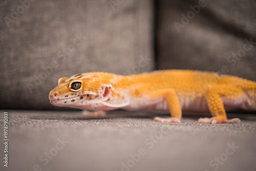 Photos Cute Leopard Gecko on Gray Couch at Home